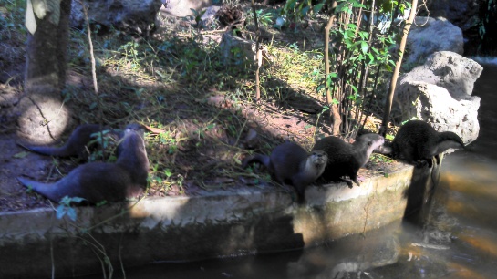 First, we were greeted by otters...