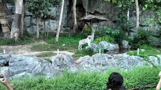 THEN WE GOT TO SEE SOME WHITE TIGERSSS!!SS!!11!!1S!!